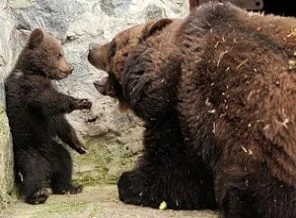 Meksika'da ayıya kötü muameleye para cezası