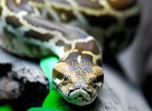Oyuncakların arasından 7 piton çıktı