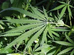 ABD seçimlerinin ikinci galibi marihuana