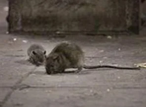 Fareler bebeği yedi