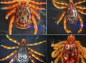 İsviçre'de yeni bir kene hastalığı bulundu