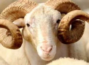 Polonya'da helal et yasak!
