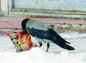 Cips hırsızı kargalar