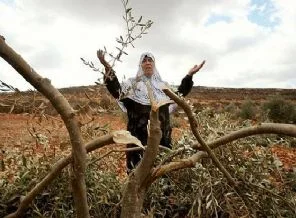 İsrail zeytin ağaçlarını yakıp yıktı