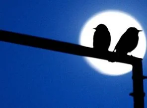 'Kuş beyinli' demeden önce iyi düşünün!