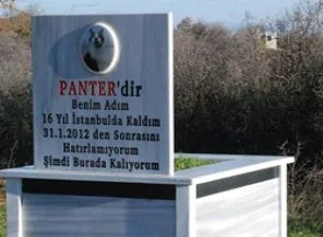 Ölen kedisi için tarla alıp, mezar yaptırdı