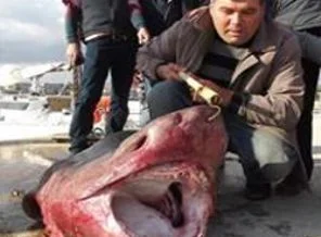 Şarköy'de 3 metrelik jaws yakalandı