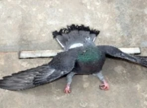 Selimiye'nin güvercinlerini zehirlediler