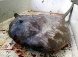 800 kilogram ağırlığında güneş balığı avladılar
