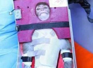 ABD'den İran'a: Sizin maymun nerede göremedik