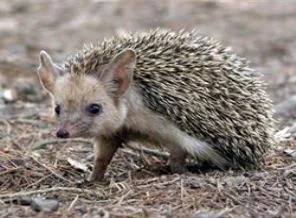 Ameliyatlarda 'kirpi oku' kullanılacak