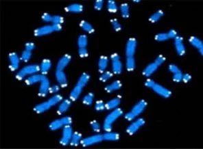 DNA içine milyonlarca cd saklanacak