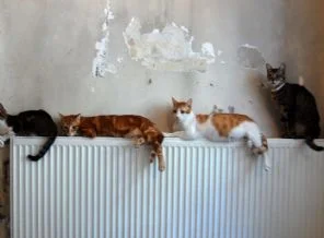 Evde kedi ''istiflemiş''