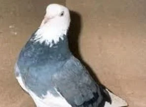Güvercinleri çalmak için yeni yılı bekledi