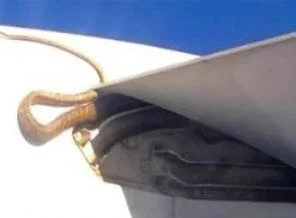 Havadaki uçağın kanadında dev piton yılanı!