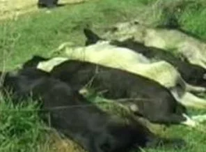 İstanbul'da köpek katliamı