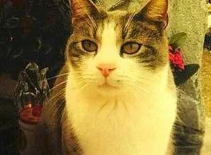 Kedi Toldo sahibinin mezarına hediye taşıyor