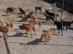 Köpekler 4 kişiyi parçaladı