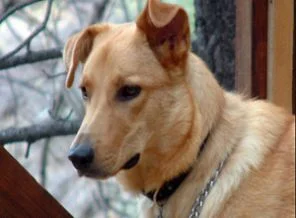 Köpekler hangi yüzyılda evcilleştirildi