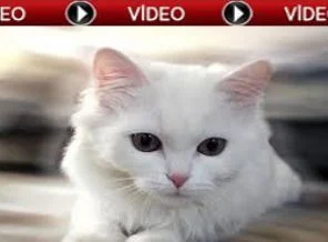 Kurye kedi gardiyanlara yakalandı