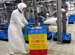Piliç devi üretimi durduracak
