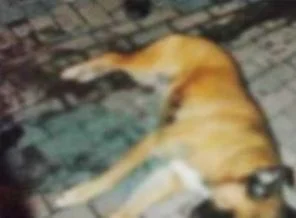Polis, köpeğini 'korumak' için, sokak köpeğini silahıyla öldürdü
