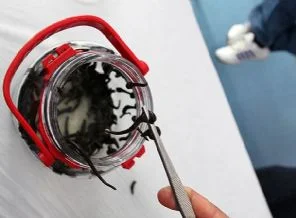 Tıbbi sülükler kayıt altına alınacak