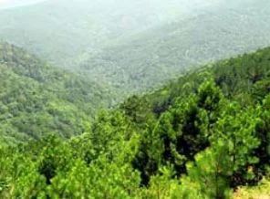 Yunanlılar ısınmak için ormanlara dadandı