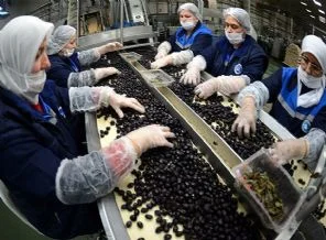 Zeytin alımında rekor