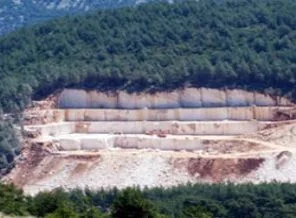 Ağaç katliamına kimse 'dur' diyemiyor