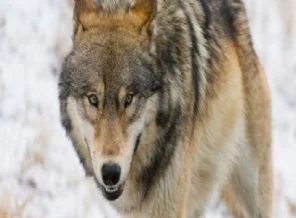 Ağrı'da şok: 'Genç kızı kurt kaçırdı' ihbarı