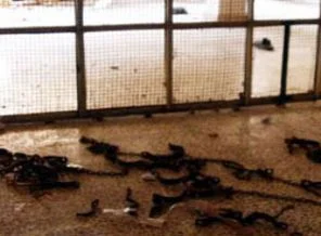 İdlip Cezaevi'nden izlenimler