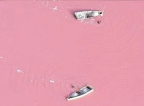 İşte doğa harikası pembe gölün sırrı!