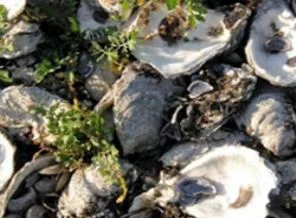 Meksika Körfezi'ndeki petrol faciası istiridye cennetini yok etti!