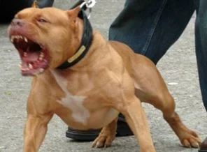 New York'ta pitbul dehşeti