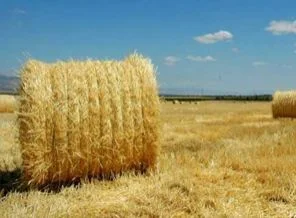 Samanın kilosu 50 kuruşa düştü
