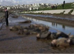 Suriye'de 'nehir' kurbanları