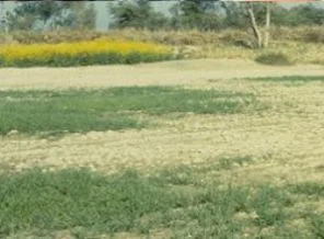 Türkiye yurtdışında 5 milyon dönümlük arazi kiraladı