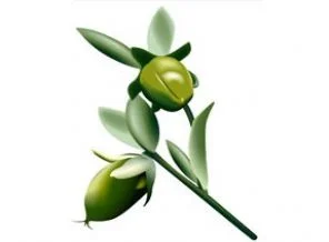 Çöl bitkisi jojoba Türkiye'de de yetiştiriliyor