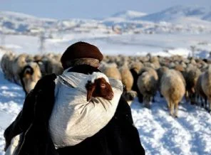 ''Diplomalı çobanlığa'' akademik destek