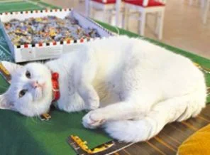 Eskişehir'de bir 'kedi kafe!'