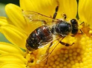 HIV virüsüne karşı arı zehri