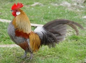 Horozların da biyolojik ritmi var
