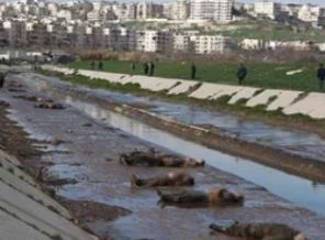 İşte nehirden çıkan 110 cesedin sırrı