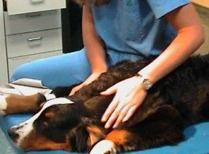 İstihdama katılımda en büyük pay veterinerlerin