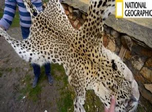 Leopar yeniden Türkiye'de