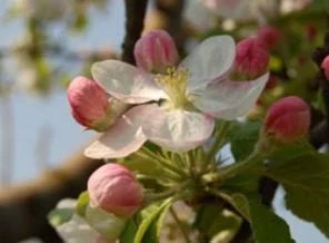 Nevruz, 4 bin 500 yıldır kutlanıyor