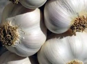 Sarımsak kanseri önlüyor