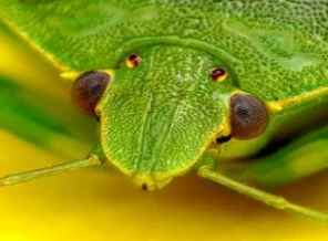 Sıradışı makro fotoğraflar