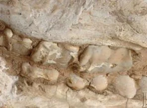 Tabiat tarihi açısından önemli gelişme: 1.500.000 yıllık fosil